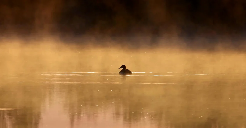 Dzika przyroda na mazurskim jeziorze Rumian