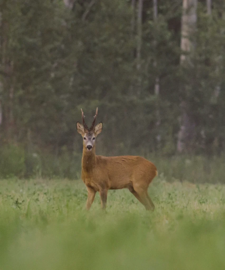 Dzika przyroda na mazurach - Rumiane Chatki